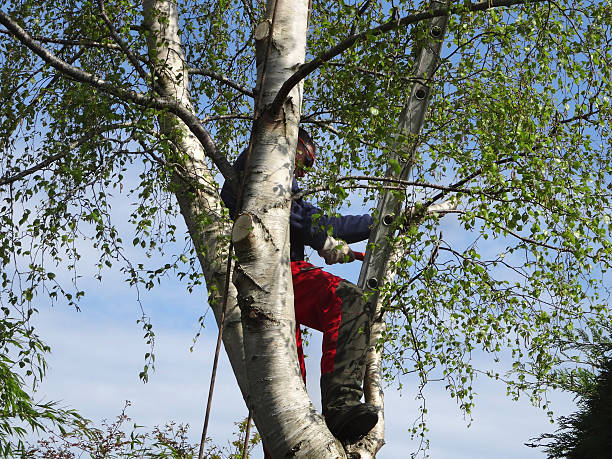 How Our Tree Care Process Works  in  Kokomo, IN