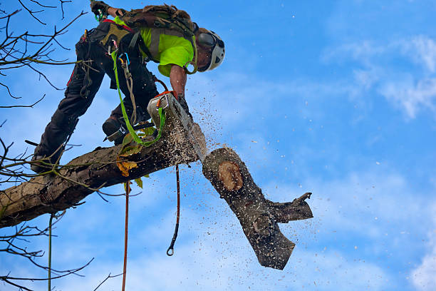 Trusted Kokomo, IN Tree Removal Services Experts